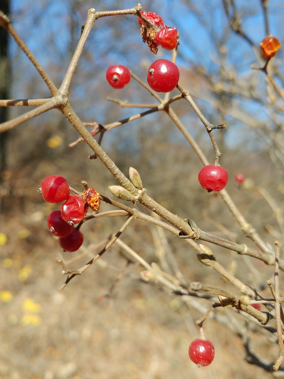 nature  zhang and  fruit free photo