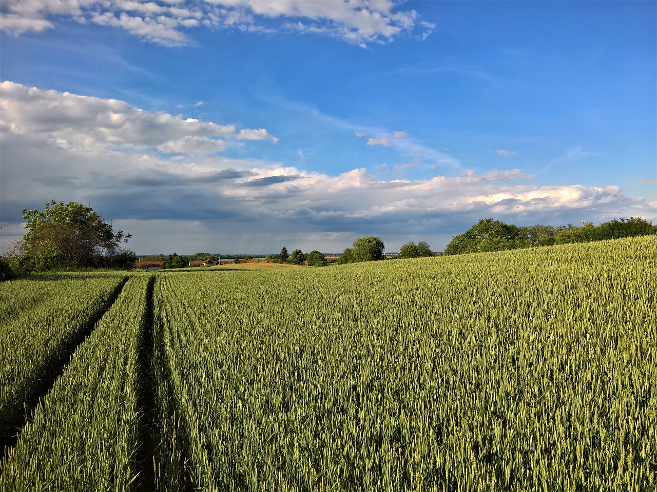 nature  landscape  wheat free photo