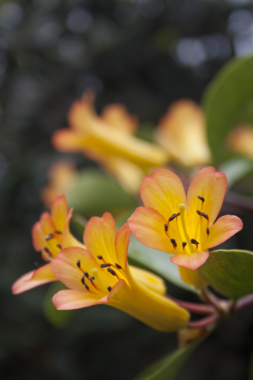 nature  flowers  yellow free photo