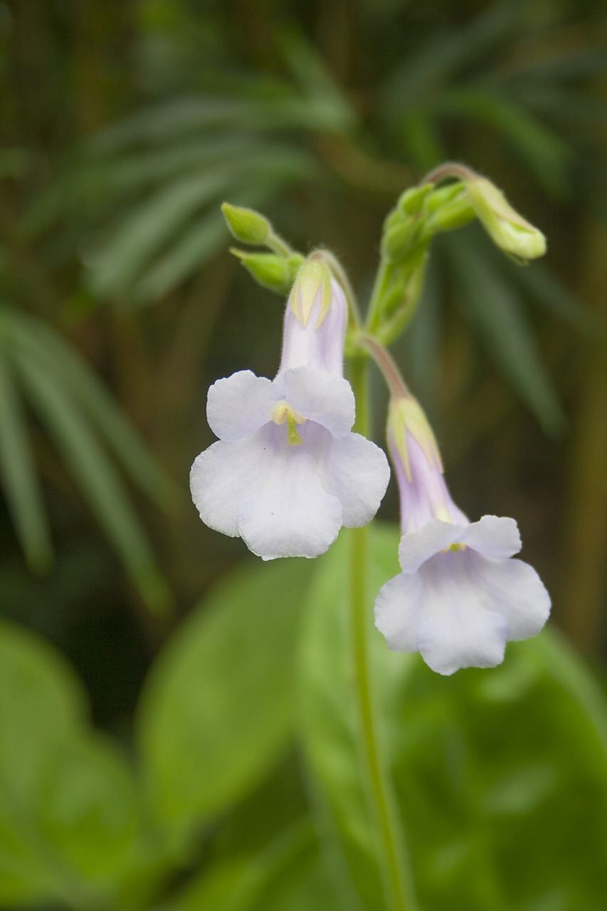 nature  flowers  white free photo