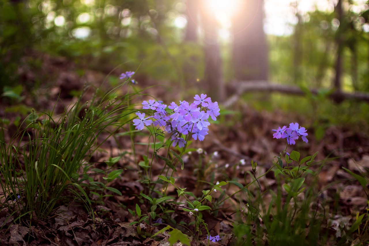 nature  flower  wildflower free photo