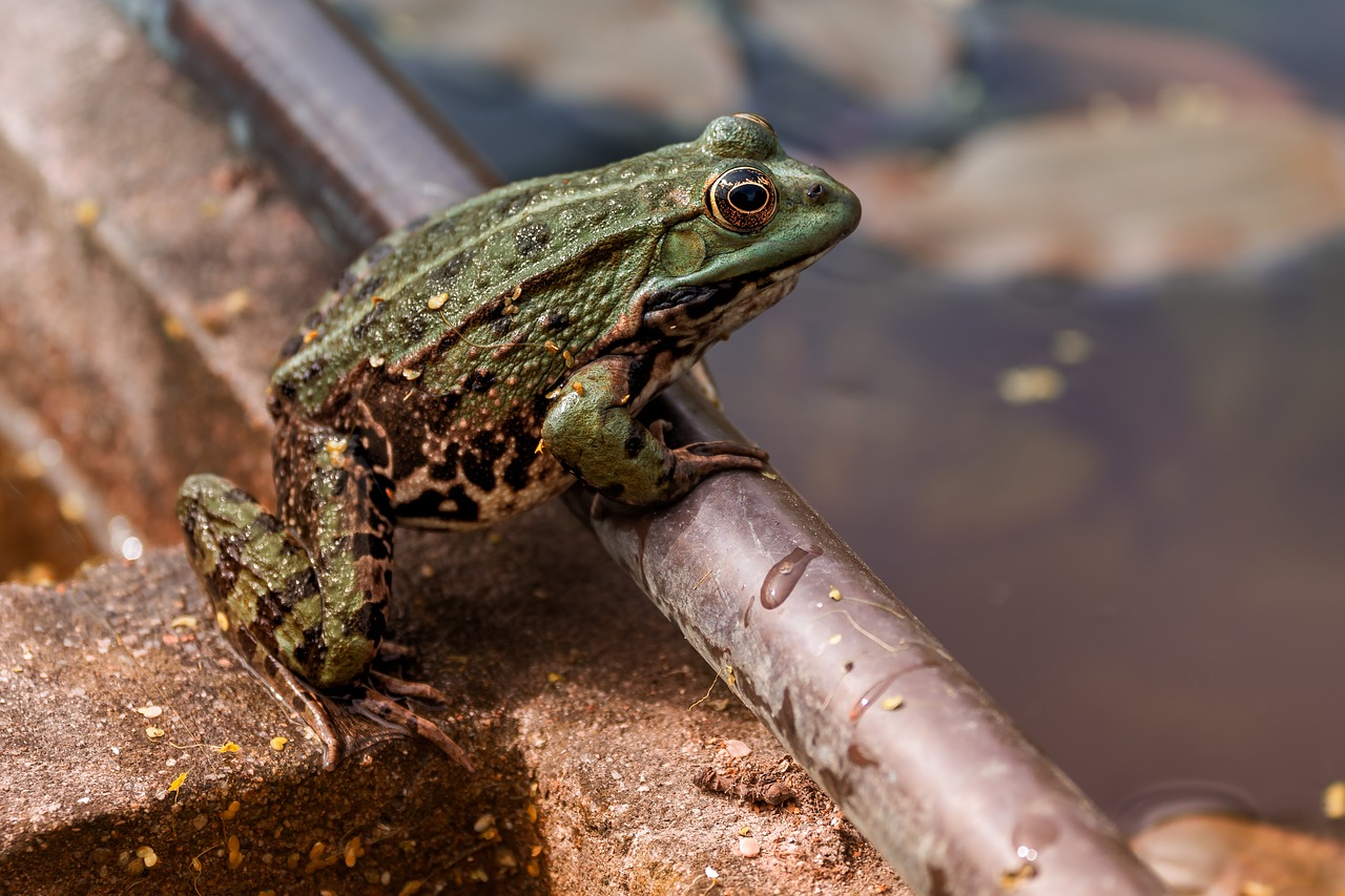 nature  frog  green free photo