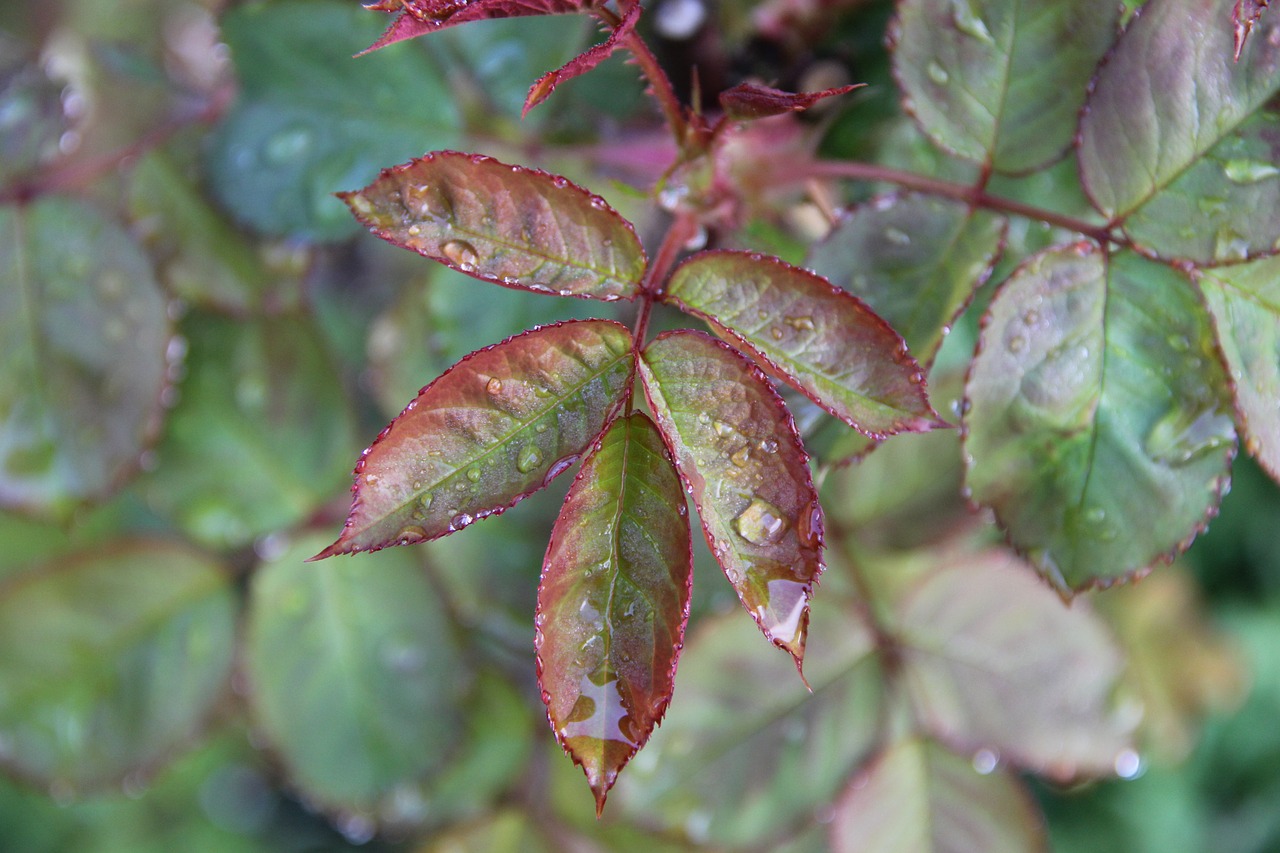 nature  rain free pictures free photo