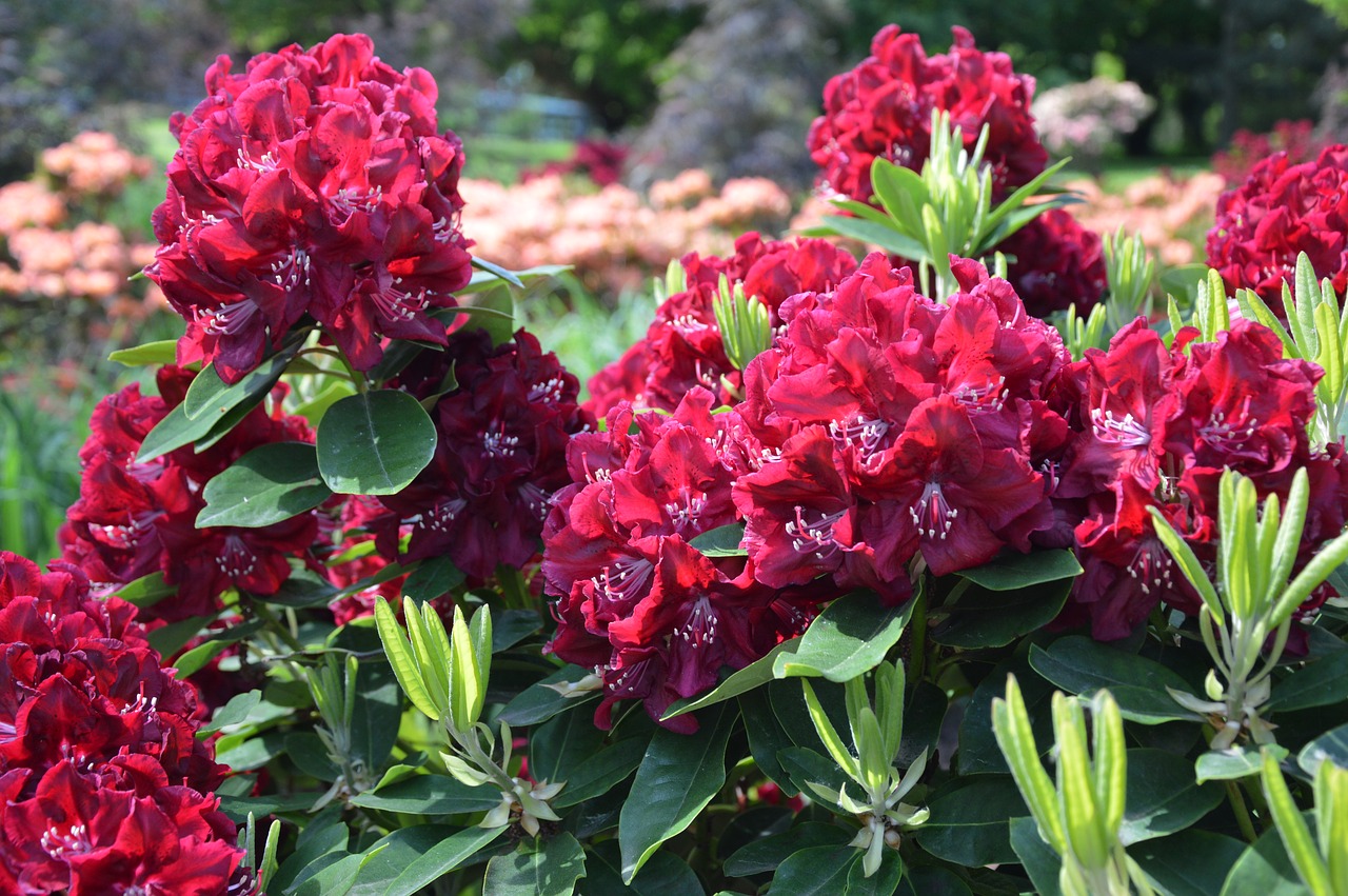 nature  plant  rhododendron free photo