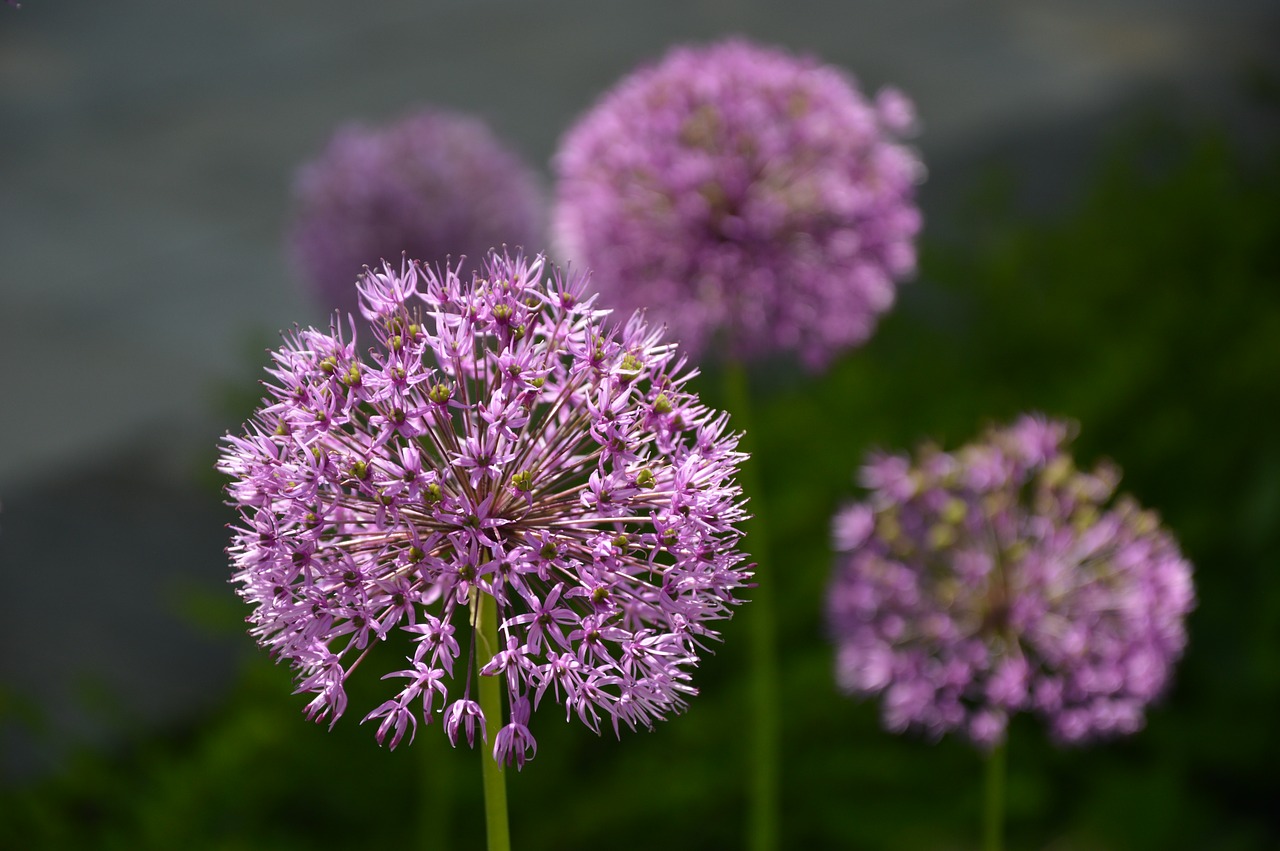 nature  plant  blossom free photo