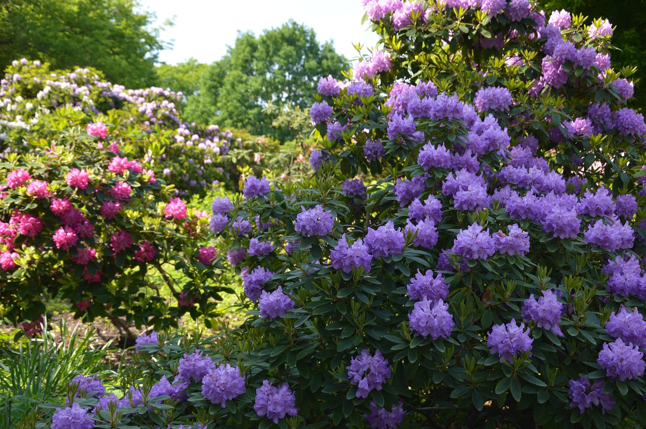 nature  plant  flowers free photo