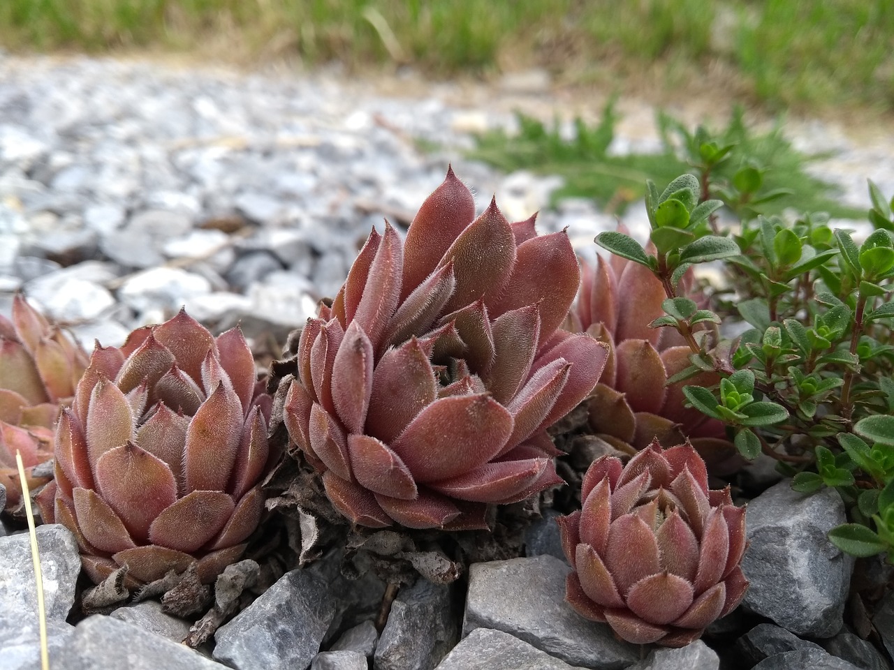 nature  flower  plant free photo