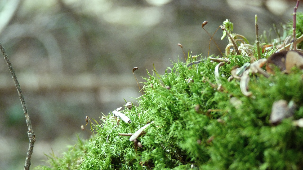 nature  foam  green free photo