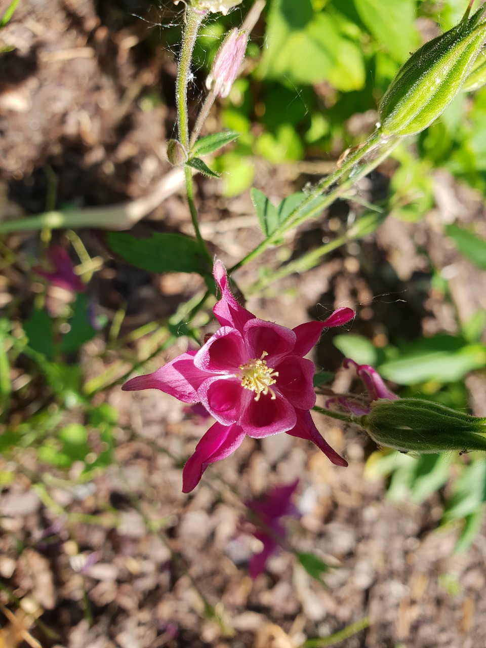 nature  flower  plant free photo