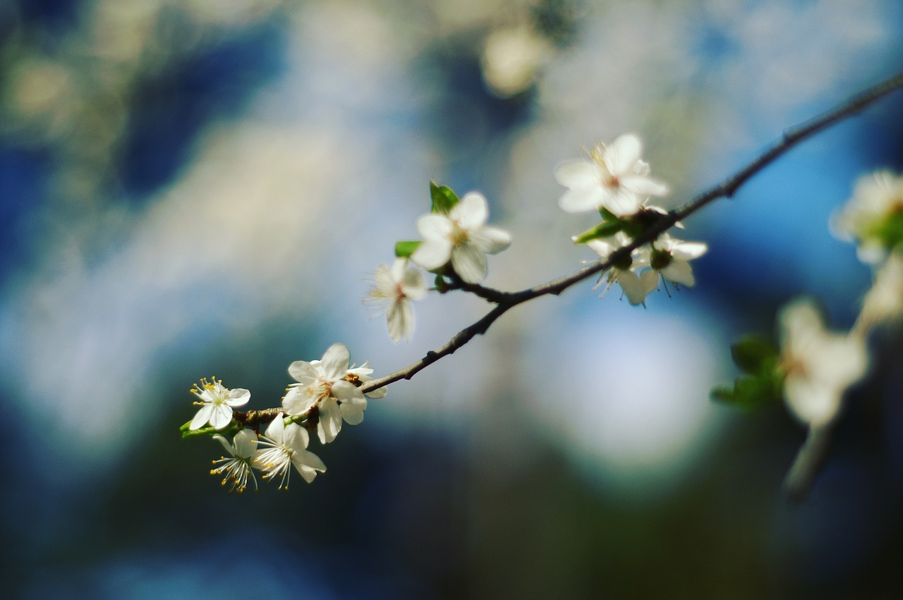 nature  flowers  spring free photo