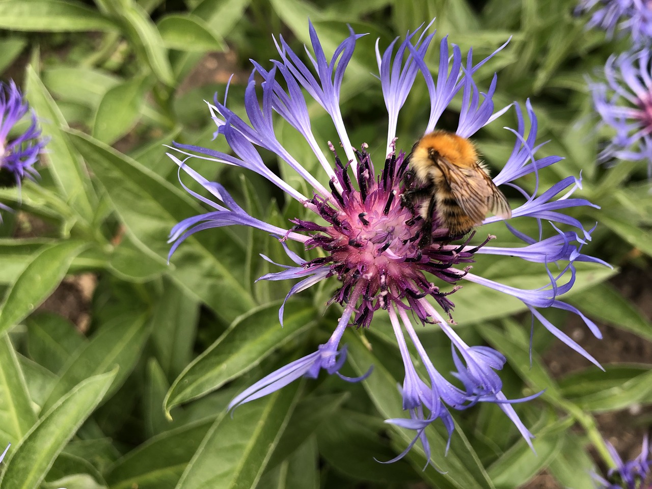 nature  flower  flora free photo