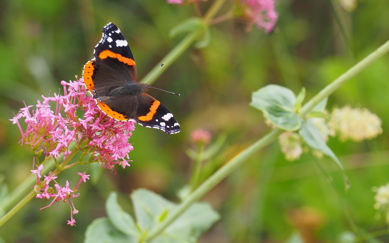 nature  insects  butterfly free photo