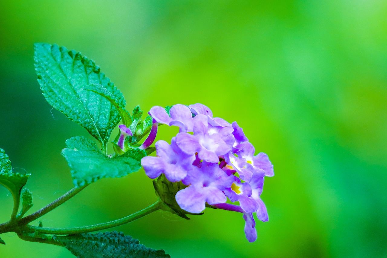 nature  flower  plant free photo