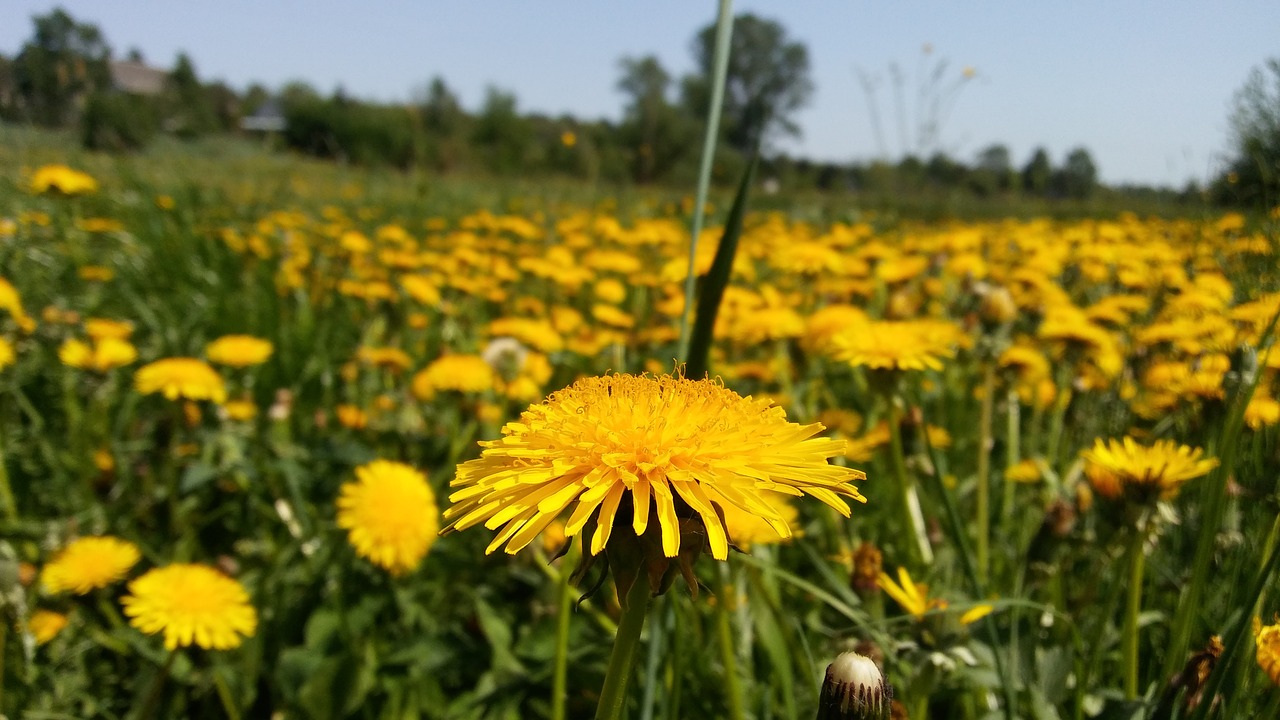 nature  field  the dandelion plant free photo