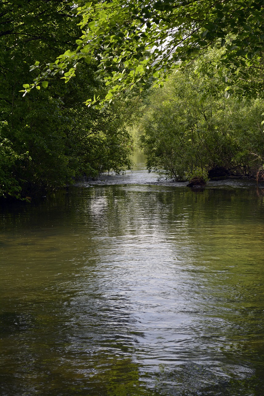 nature  river  spring free photo