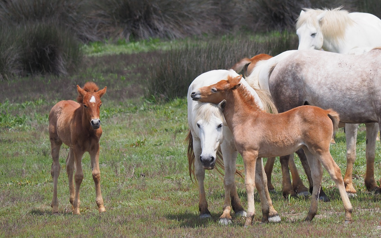 nature  horses  foal free photo