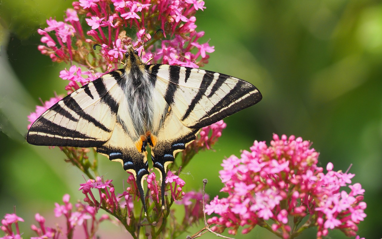 nature  insects  butterfly free photo