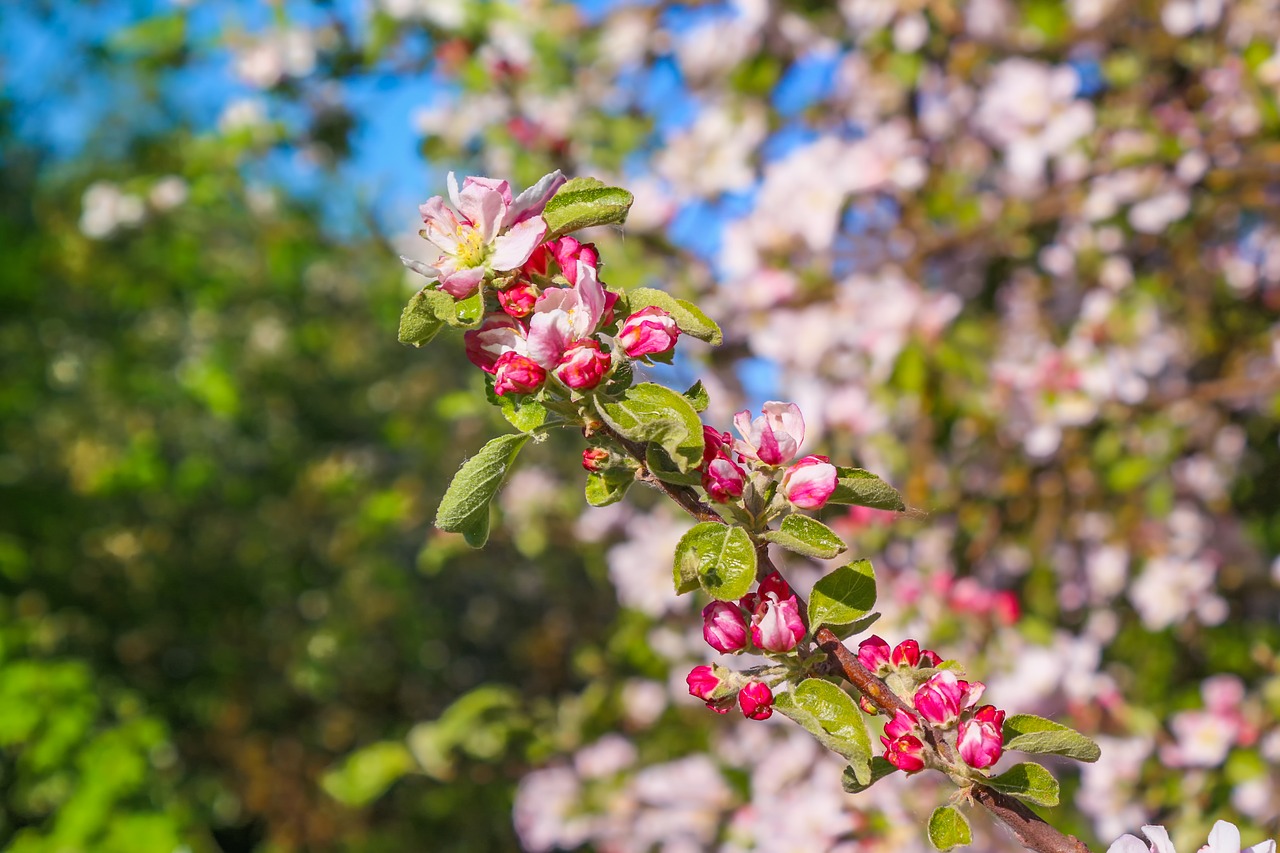 nature  plant  cherry blossom free photo