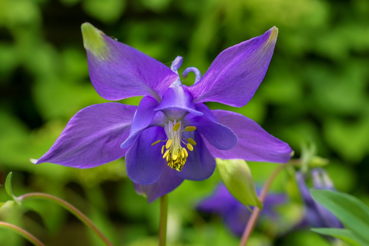 nature  plant  columbine free photo