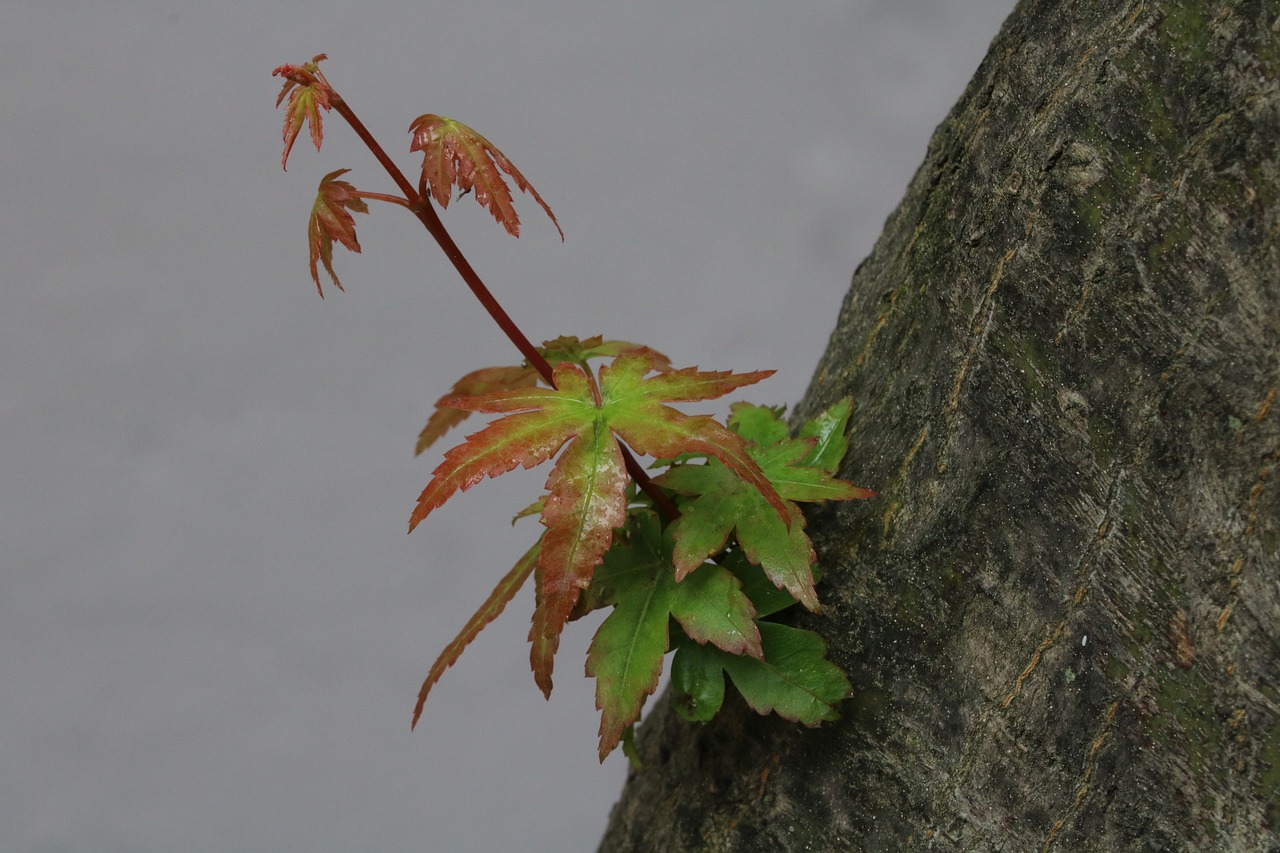 nature  wood  spring free photo