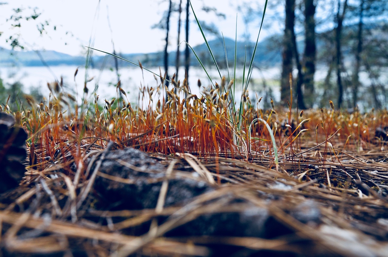 nature  close up  forest floor free photo