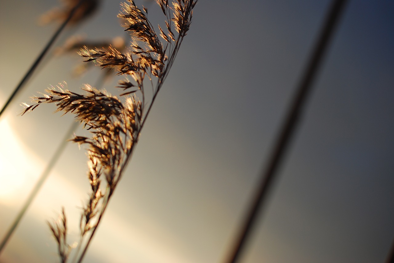 nature  bokeh  netherlands free photo