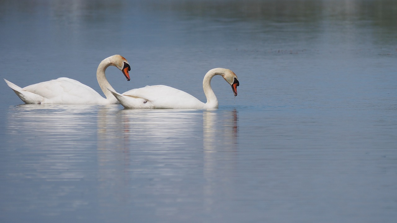 nature  birds  swans free photo