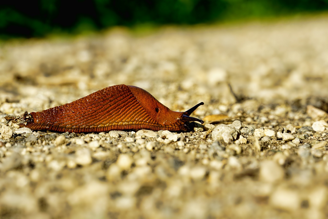 nature  slug  snail free photo