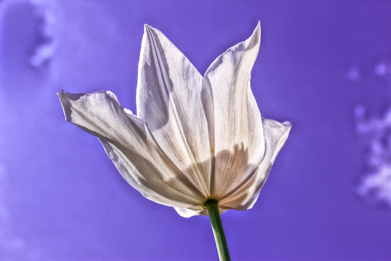 nature  plant  tulip free photo