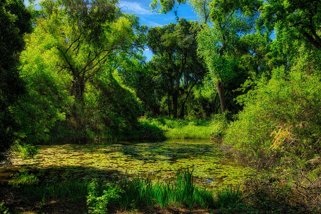 nature  outdoor  pond free photo