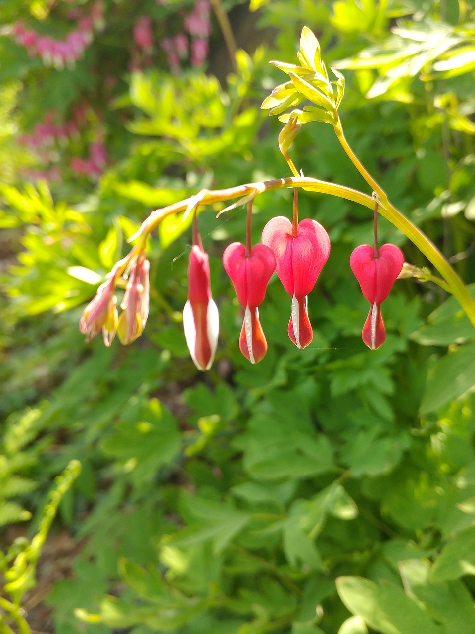 nature  leaf  plants free photo