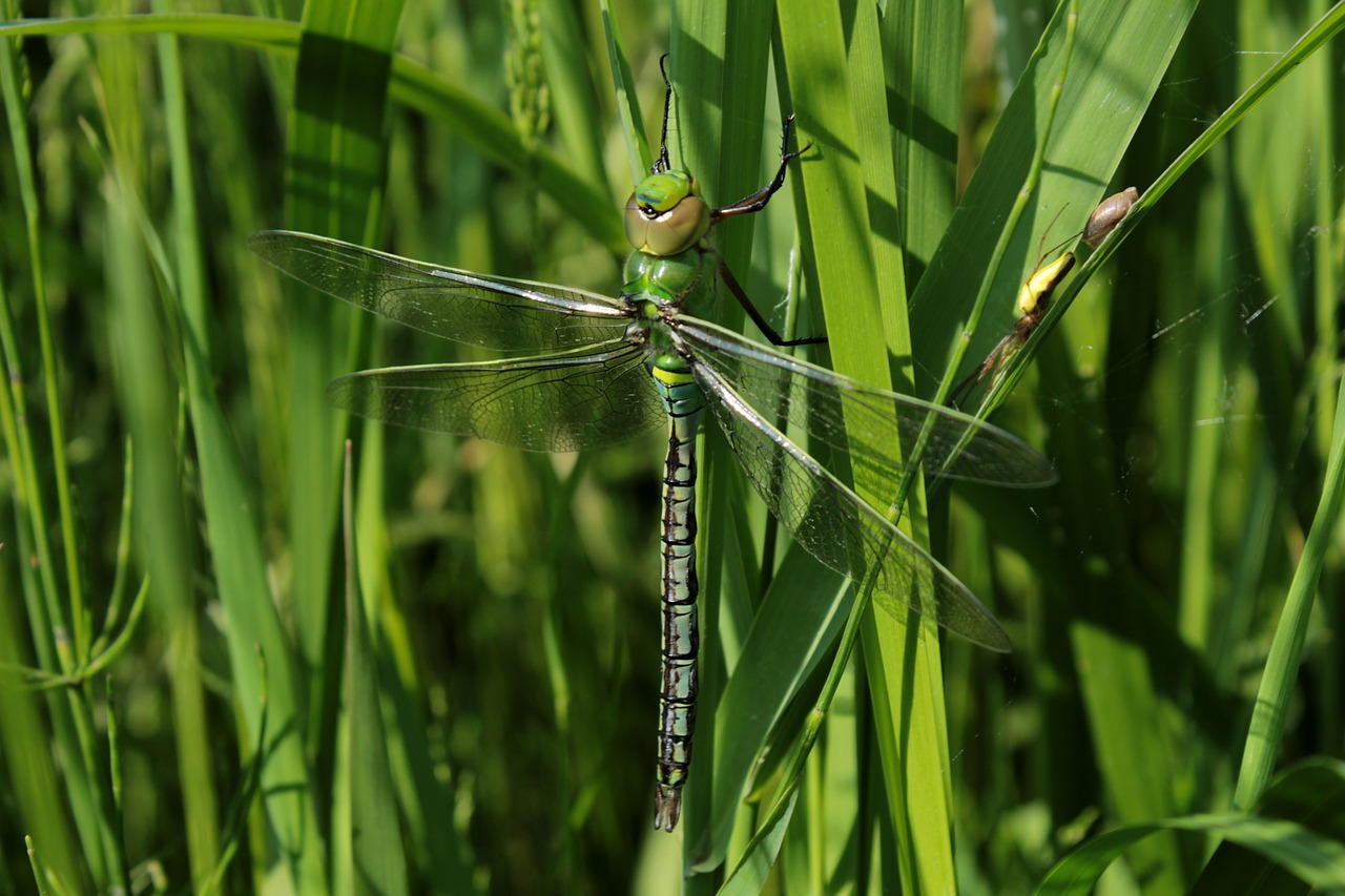 nature  green  grass free photo