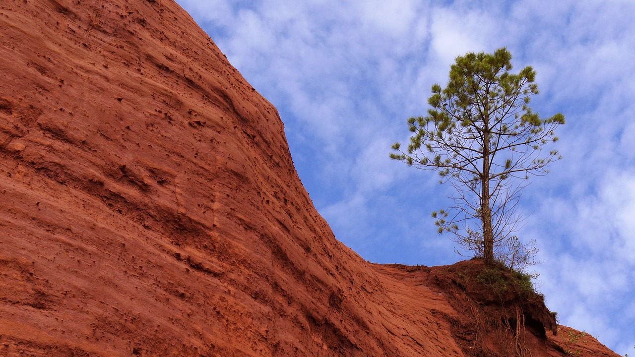 nature  tree  landscape free photo