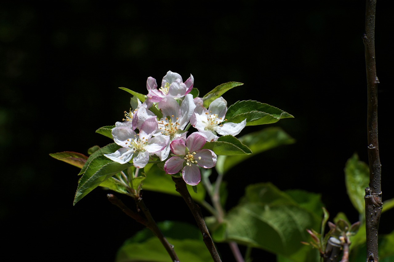 nature  bloom  flower free photo