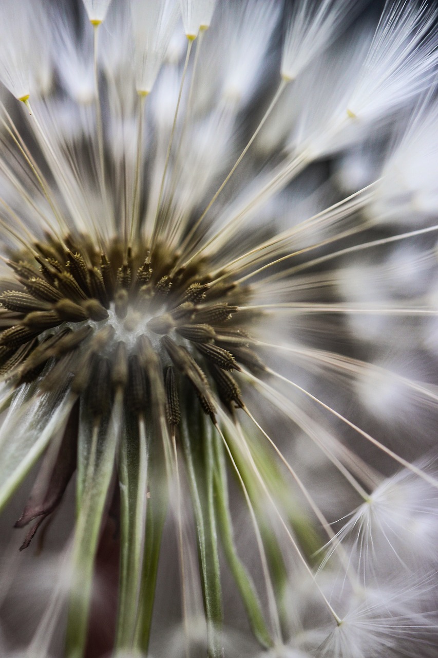 nature  dandelion  close up free photo