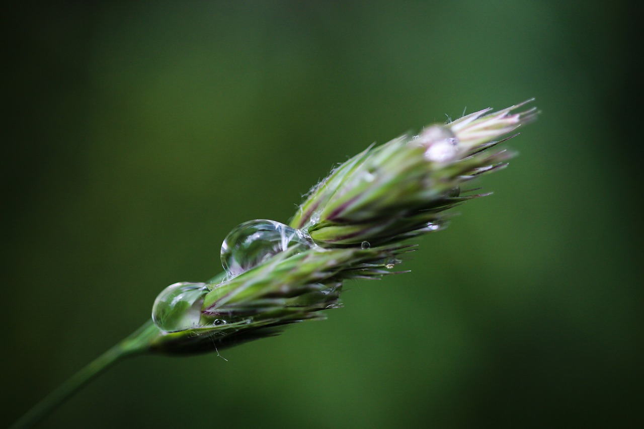 nature  plant  rain free photo