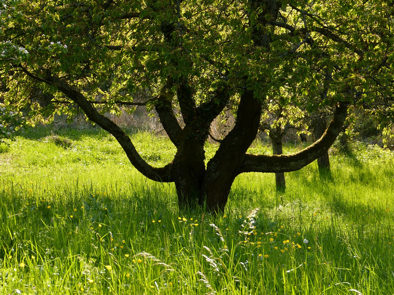 nature landscape tree free photo