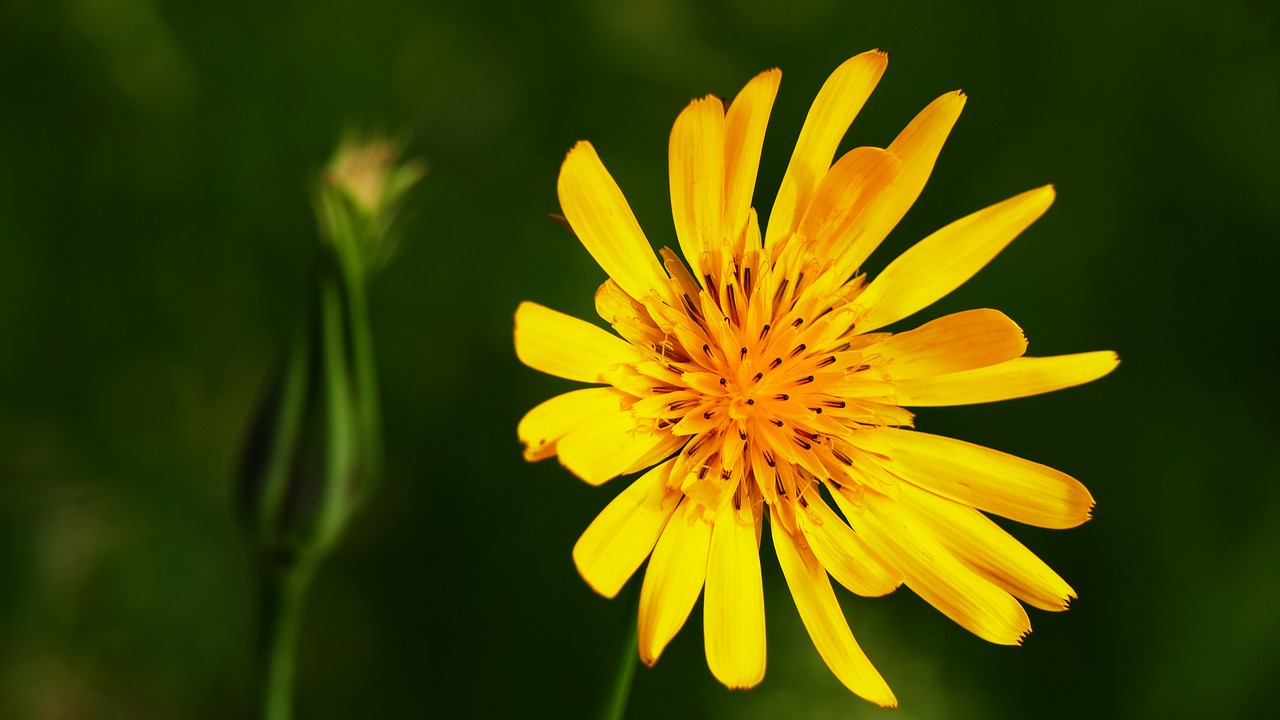 nature  landscape  meadow free photo