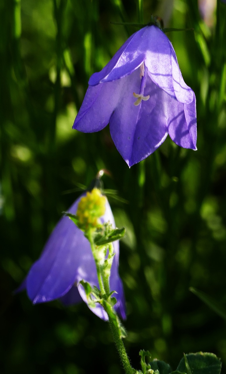 nature  landscape  acker bell flower free photo