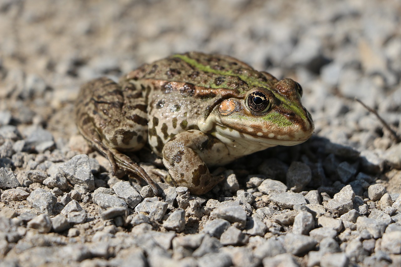 nature  frog  amphibian free photo