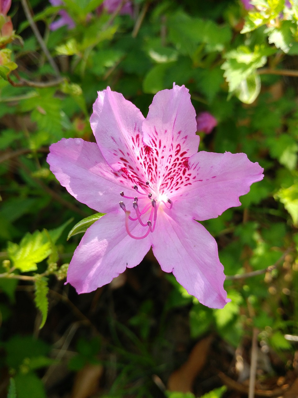 nature  flowers  plants free photo