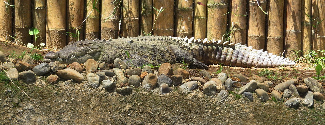 nature  animal  crocodile free photo