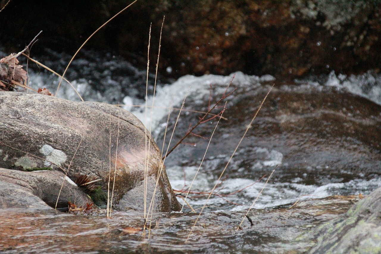 nature  water  river free photo