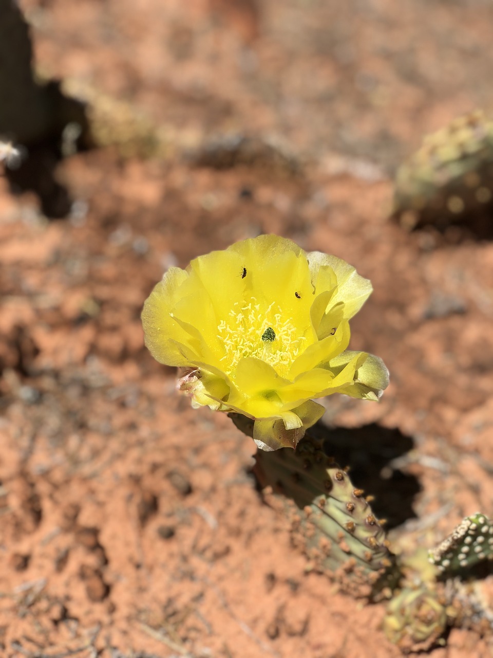 nature  flora  desert free photo