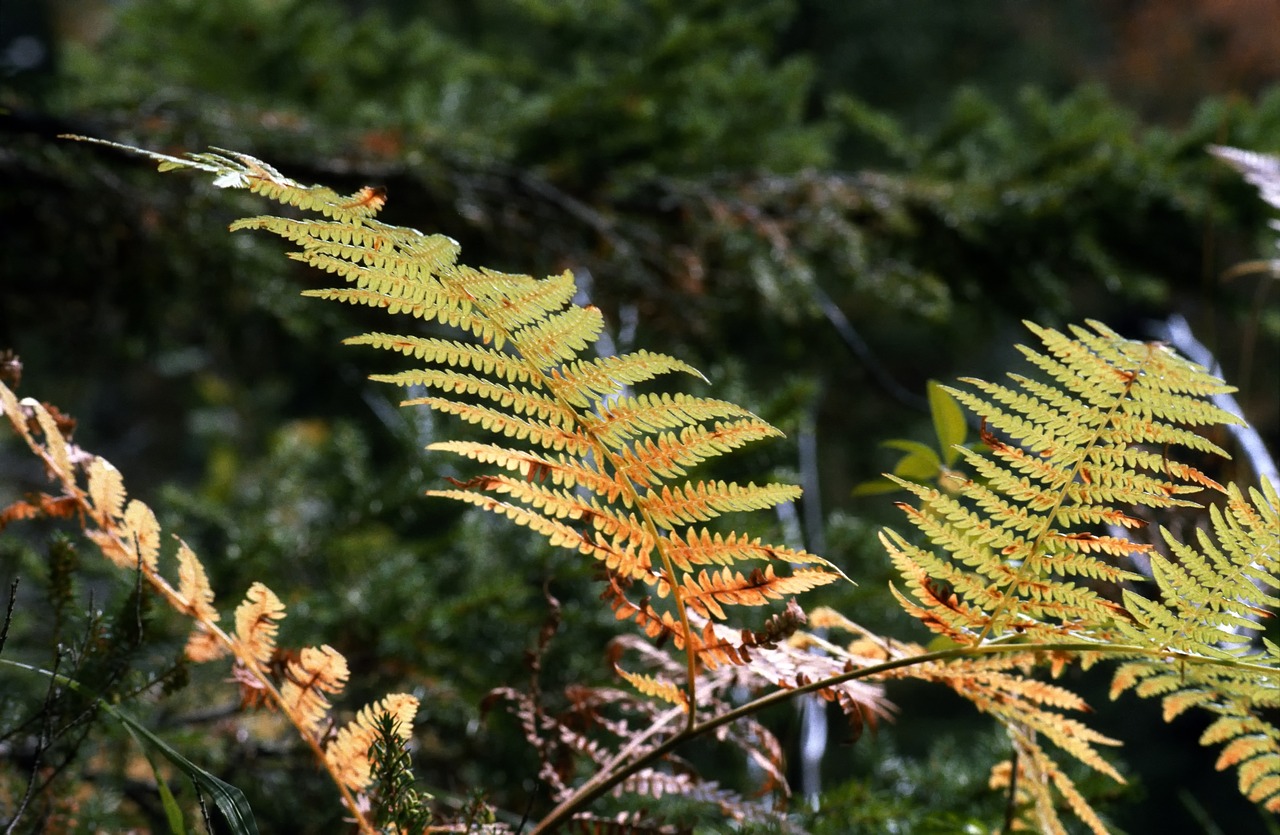 nature  leaf  light free photo