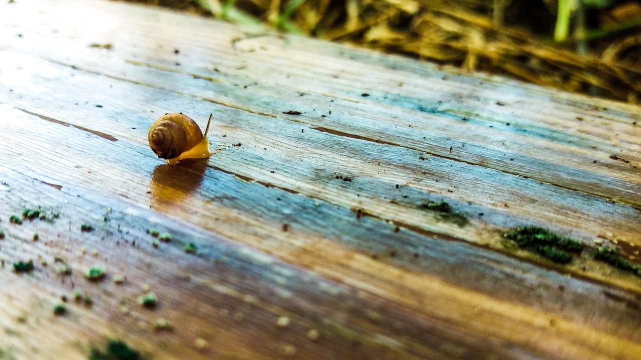 nature  forest  color free photo