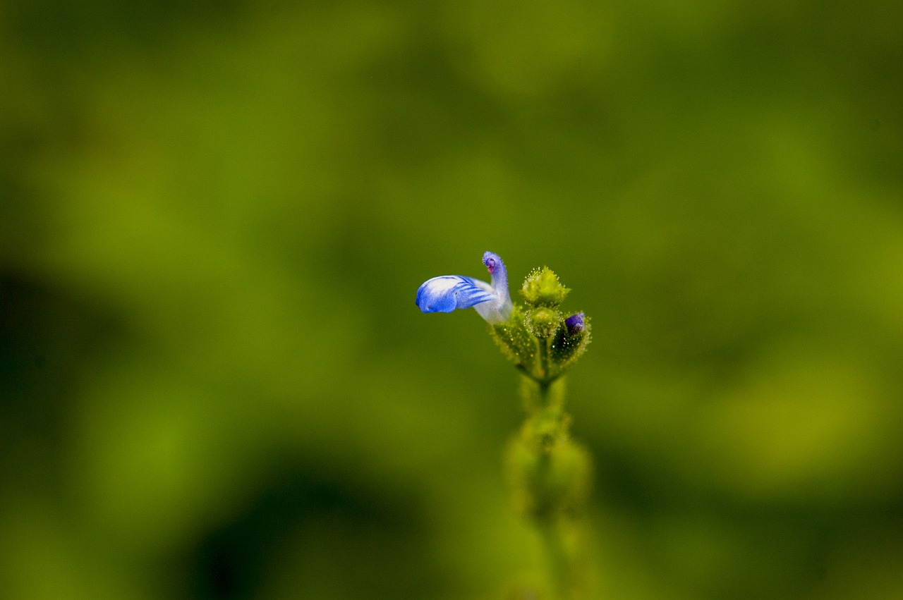 nature  forest  color free photo