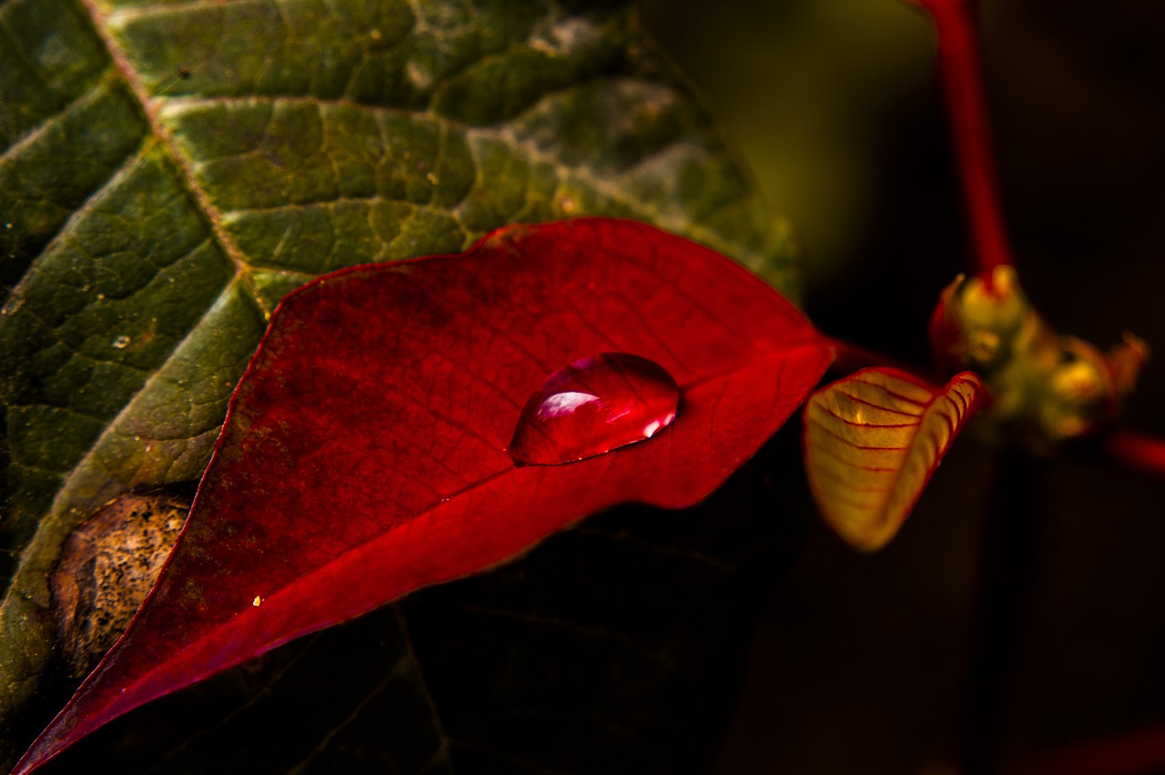 nature  forest  color free photo