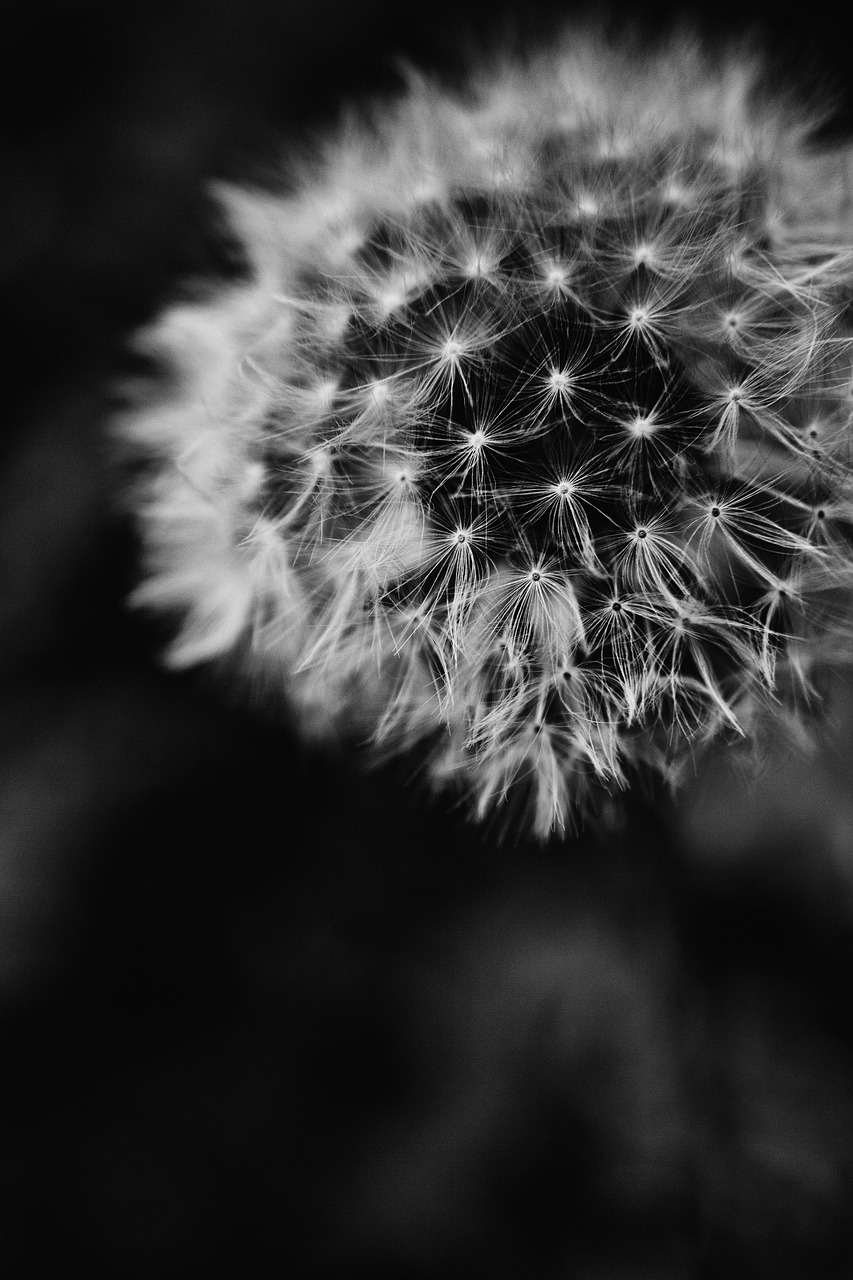 nature  dandelion  black free photo