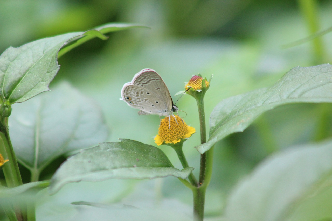 nature  butterfly  wallpaper free photo